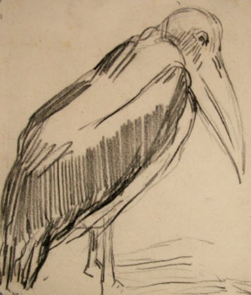 study-of-a-pelican