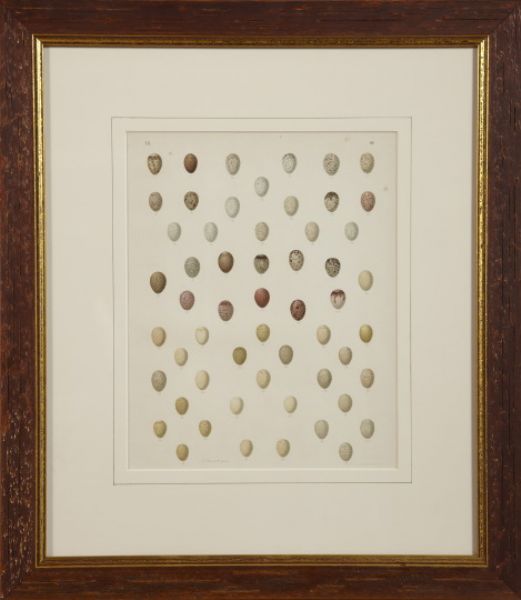 various-bird-eggs