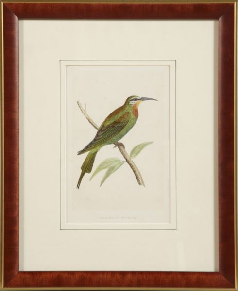 grey-woodpecker-and-blue-cheeked-bee-eater
