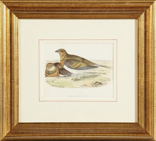 pin-tailed-sand-grouse-and-sand-grouse