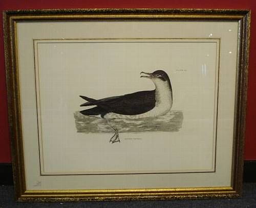 ornithological-studies