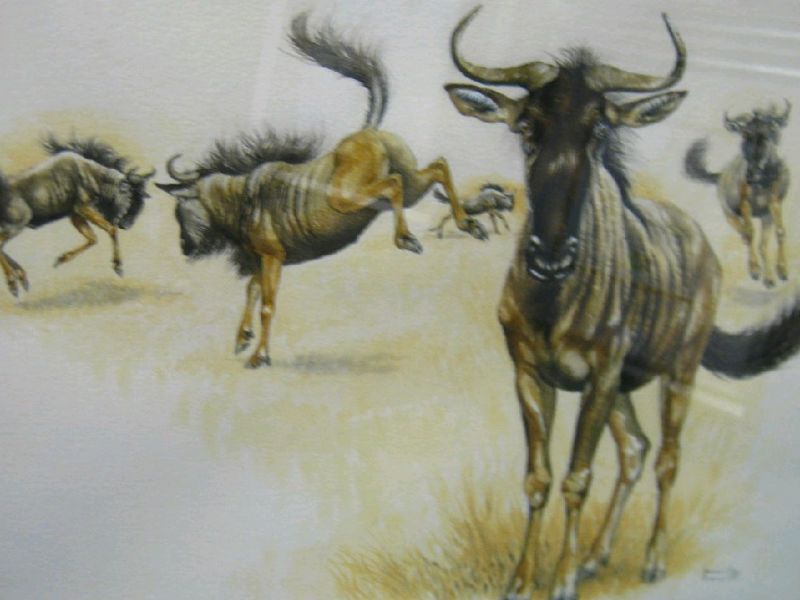 wildebeeste