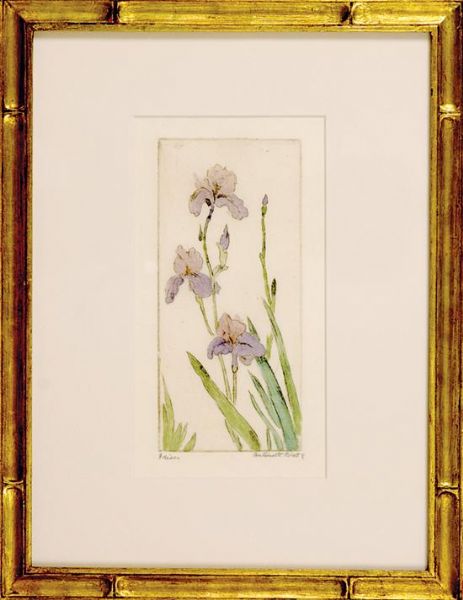 irises