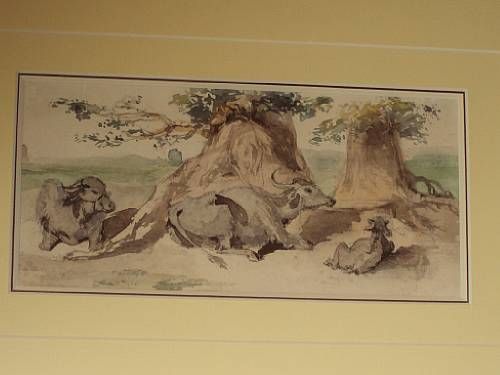 indian-cattle-resting-by-trees