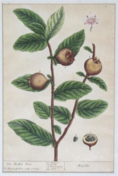 pellitory-of-the-wall-water-melon-the-vine-the-medlar-tree