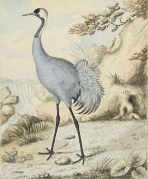 study-of-a-crane