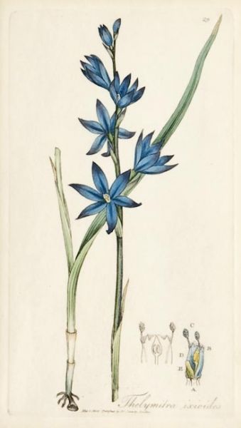 ten-botanical-plates