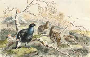 pheasants-ptarmigan-partridge-and-grouse-illustrated