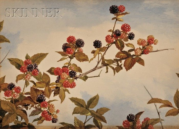 still-life-of-blackberry-branches