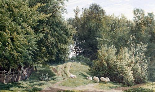 wooded-landscape