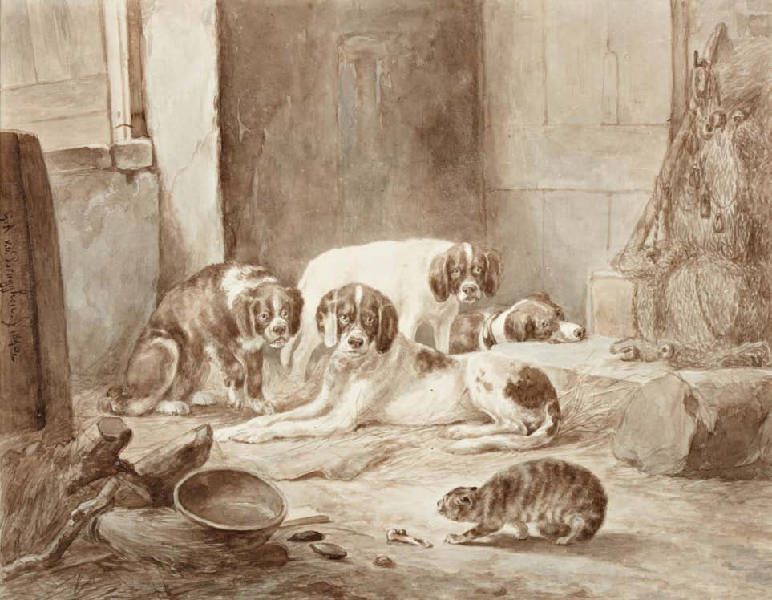 de-kat-daagt-de-honden-uit