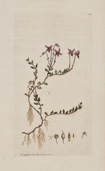 english-botany-or-coloured-figures-of-british-plants