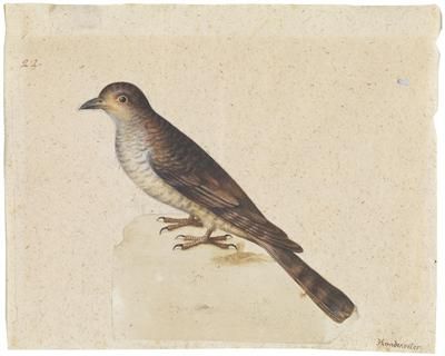 a-cucoo-and-a-blue-roller
