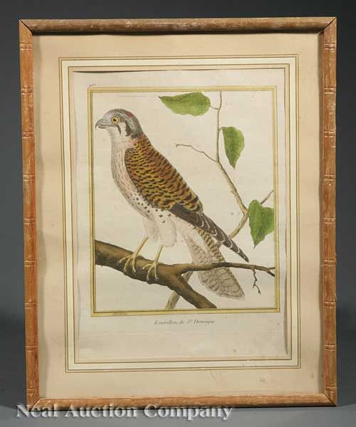 tangara-pigeon-ramier-emerillon-and-tourterelle