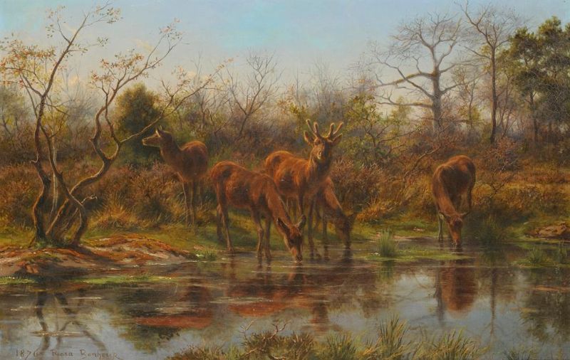 deer-drinking-beside-a-pond