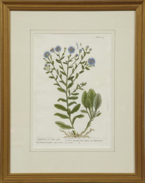 larkspur-and-starwort-or-aster-attic