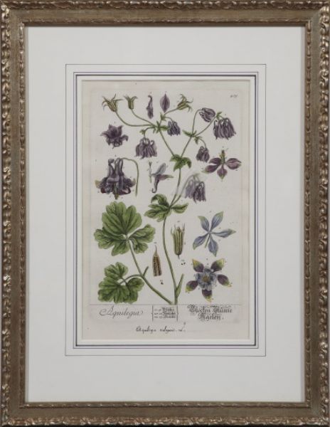delphinium-and-aquilegia