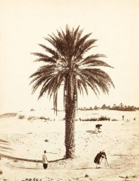 un-palmier-a-el-oued-souf-algerie