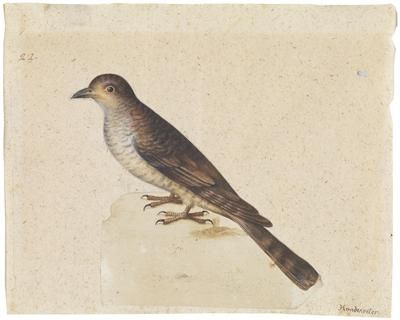 a-cucoo-and-a-blue-roller
