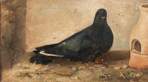 paloma-negra