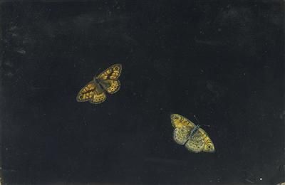 two-butterflies
