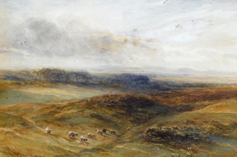 sheep-on-a-moor