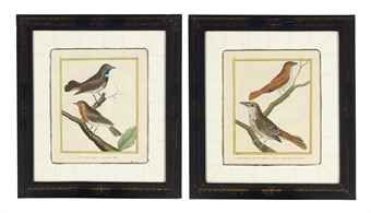 studies-of-birds-from-histoire-naturelle-des-oiseaux