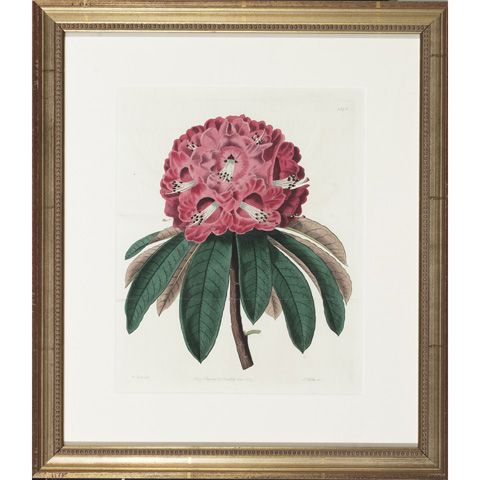 six-botanical-studies