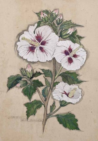 hibiscus