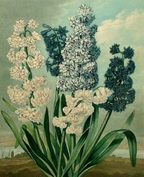 hyacinths