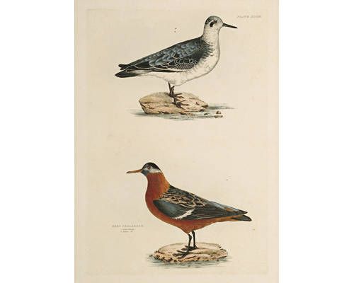 red-lobe-foot-grey-phalarope-winter-and-summer-plumage-sanderling-summer-plumage-winter-plumage-cream-coloured-swiftfo
