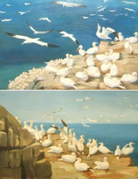 sea-birds