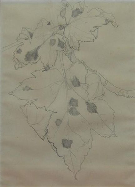 study-of-a-sycamore-leaf