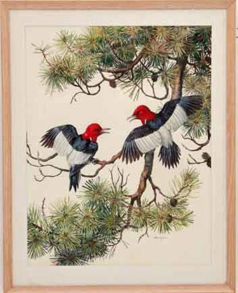 red-headed-woodpecker