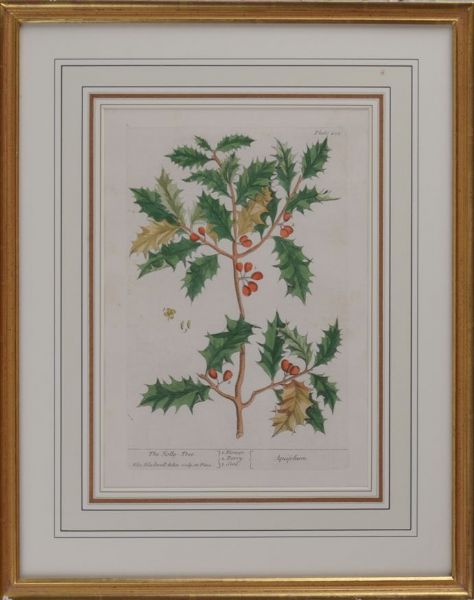 the-holly-tree