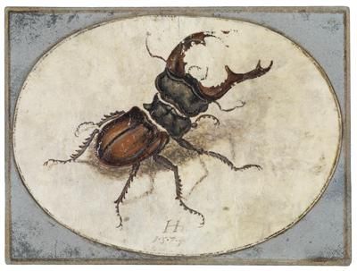 a-stag-beetle