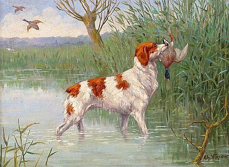epagneul-rapportant-un-canard