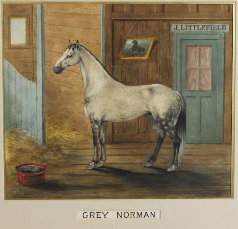 grey-norman