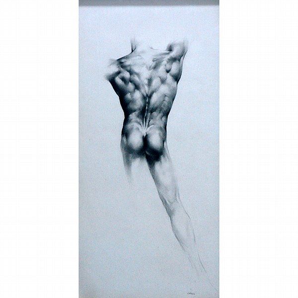 torso
