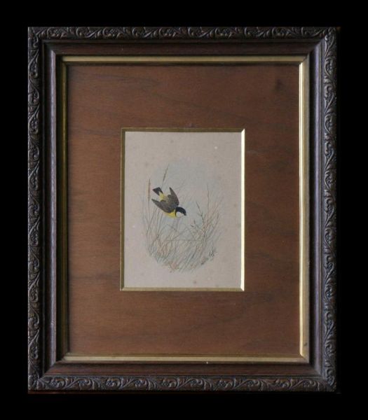 finches
