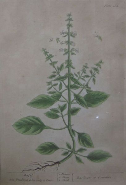botanical-studies