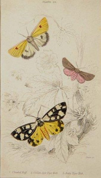 natural-history