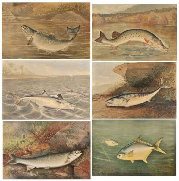a-collection-of-five-fish-specimens