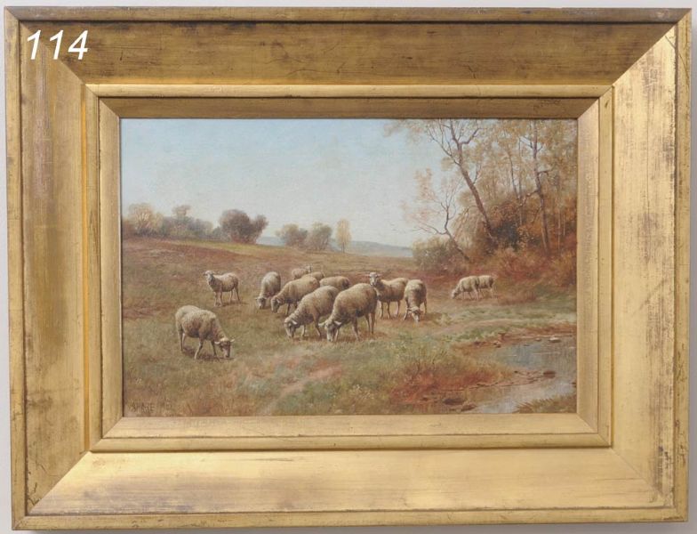 grazing-sheep