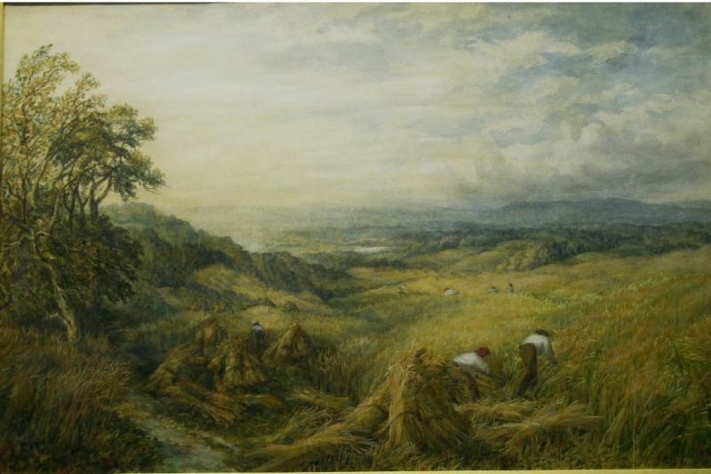 harvesting-near-box-hill-surrey