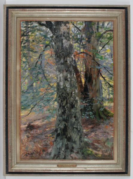 birkenwald-baumstudie