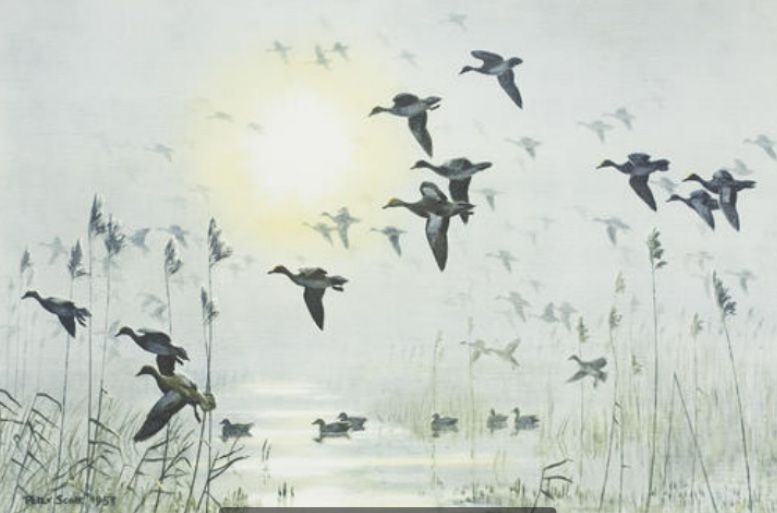 ducks-alighting-on-a-pond