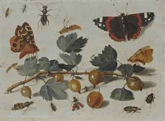 insectes-et-papillons-autour-d-une-grappe-de-groseilles