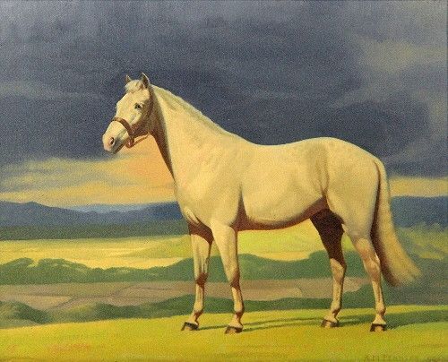 a-connemara-pony-by-the-coast