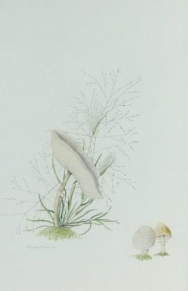 botanical-studies-of-mushrooms